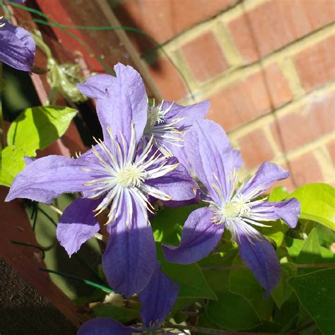 staudenclematis arabella|Clematis ‘Arabella’ (Integrifolia Group)